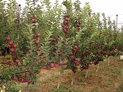 Elma Bahçelerinde Ağ Örtü