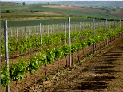 Bağlarda Demir Direkli Telli Terbiye